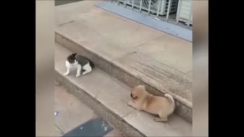 FUNNY CAT AND DOG VIDEO