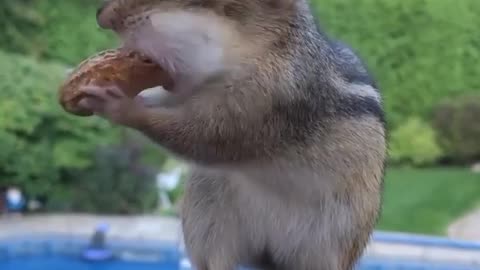 Funny Squirrel Can't Eat a nut.