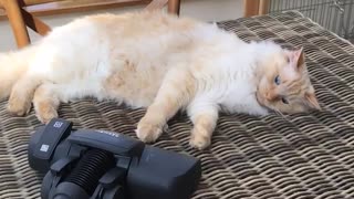 Orange cat vacuumed