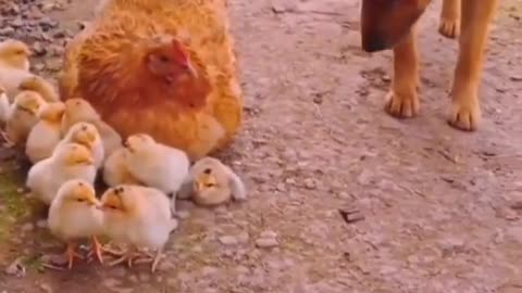 crazy dog innocent chicken | best clip