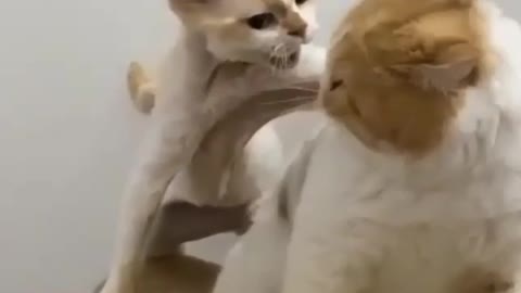 How are the two cats fighting 👊💥🐈
