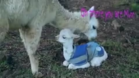 let's see how cute and adorable baby alpacas are
