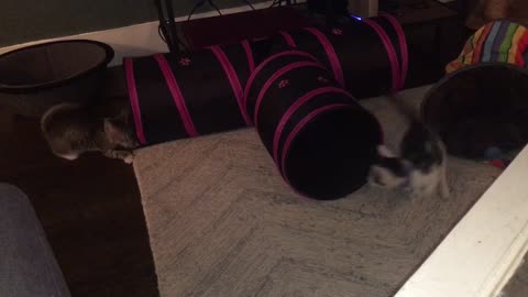 Kittens love tunnels!