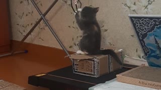 British cat tries to drop hairdryer