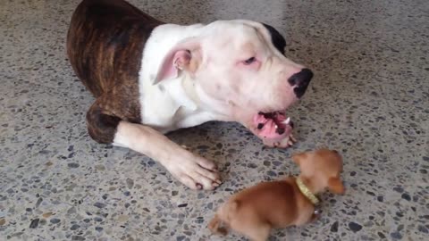 Tiny chihuahua puppy adorably teases sleepy American bulldog