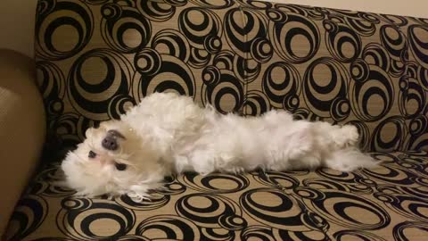 Maltese dog relaxing