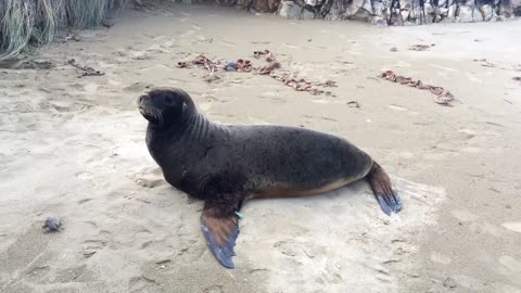 Waking up a sleeping flatulent Seal