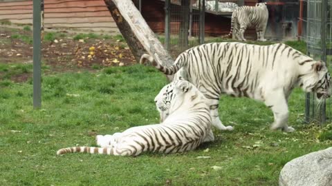 The unique animal of the white tiger caresses his wife