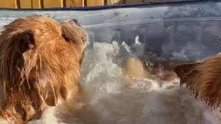 Chow Chows Chill in a Bubble Bath