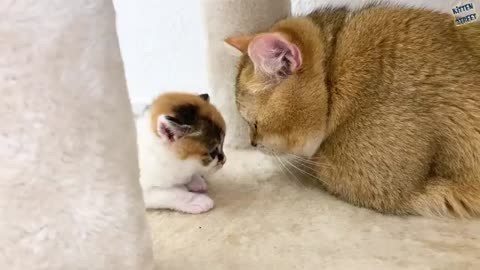 Daddy cat meets