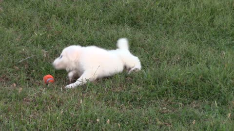 Puppy playing toss