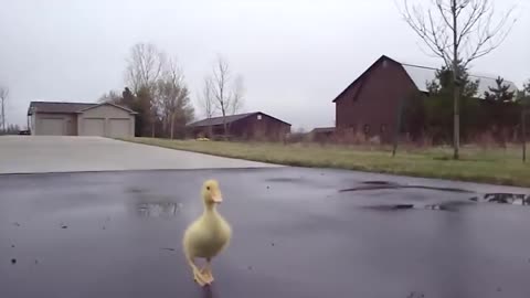 Duck Run