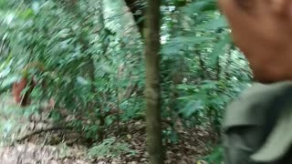 Baby Orangutan Pursues Hikers through the Rainforest