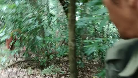 Baby Orangutan Pursues Hikers through the Rainforest