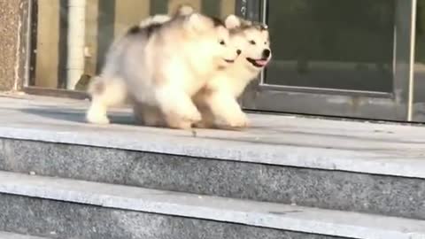 two cute dogs play together