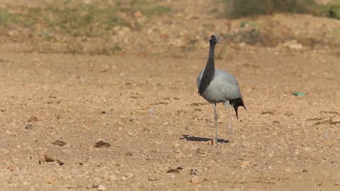 Video Of Beautiful Demoiselle Crane Standing And Looking