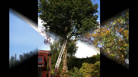 D & S Professional Tree Service - (443) 214-0766