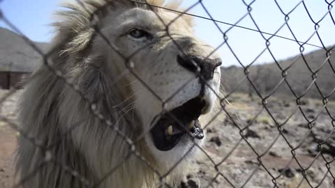 White Lion Roar!