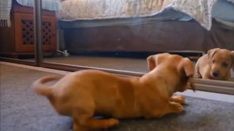 cute puppy playing with mirror | cute dog | dog fighting| #shorts