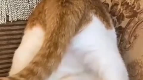 Amazing cat turns head and plays tail up