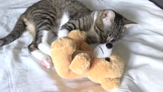 Cat Attacks a Bear