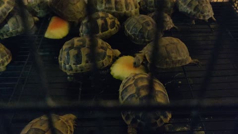 How turtles have their dinner - : ) watch this ....