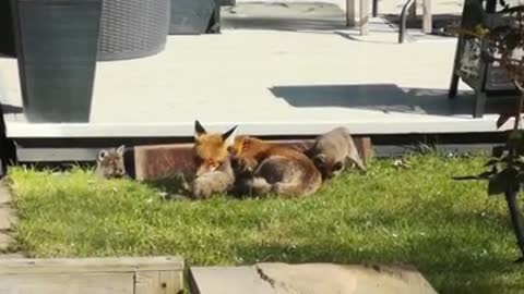 The fox under our decking had kids! 3 healthy and happy Cubs and one proud mum