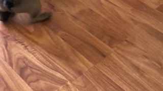 Brown frenchie bulldog puppy plays with green ball
