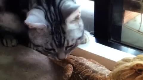 Curious Cat Adorably Investigates Bearded Dragon