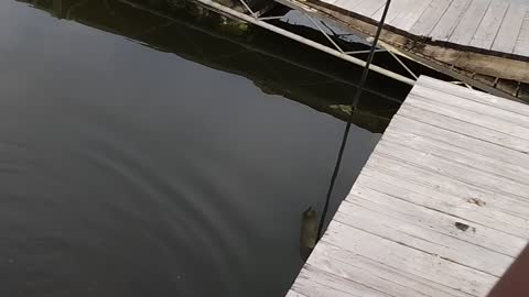 Eddie catches a turtle