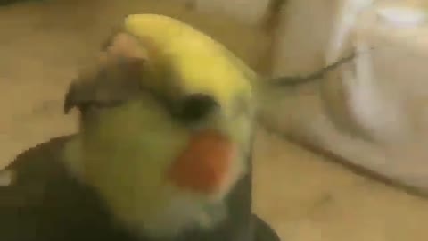 The best parrot to sing 🤩🤩