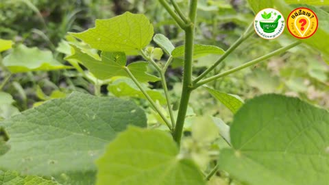 Best plants for traditional Khmer medicine