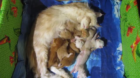 Mother cat nurses her kittens