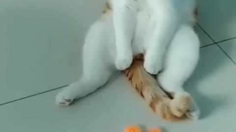 Funny cat video | Funny animals | Funny pets | Cat playing video #shorts