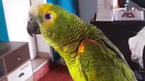 Parrot shows off epic opera singing skills