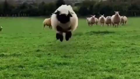 Cute little sheep, jumping and running over to eat cookies