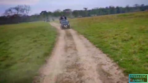 Elephant assault on Tourists jeep Wild Animal films natural world