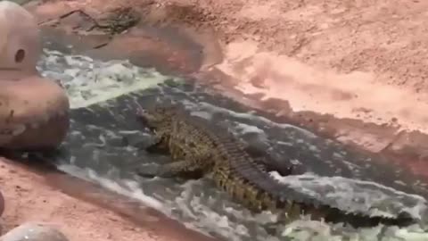 Crocodile Enjoy sliding 😂| funny animals|