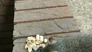 Squirrel that takes food from my hand/Feeding her Pecans and peanuts 🐿️🥜.