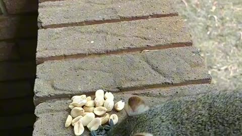 Squirrel that takes food from my hand/Feeding her Pecans and peanuts 🐿️🥜.