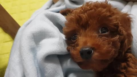 Cute Doggy , 1 year old , Doongi (poodle)