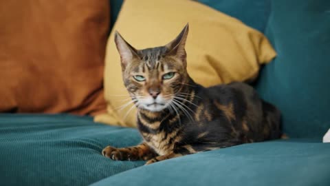 Bengal cat lying on sofa in living room