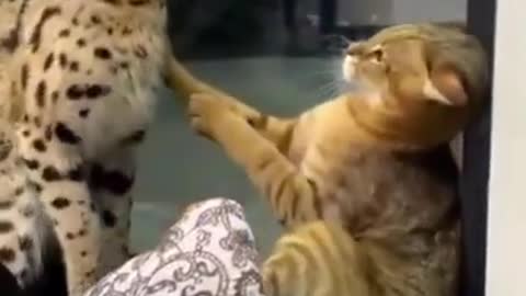 Wild cat vs pet cat # short # funny videos