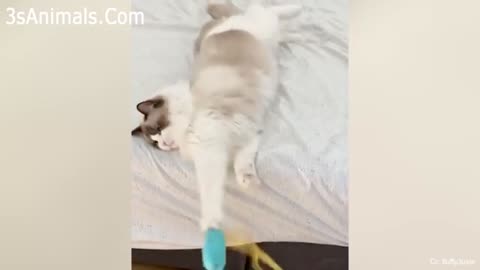 CATS will make you LAUGH YOUR HEAD OFF 😆 Funny CAT compilation