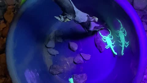 Black light scorpions