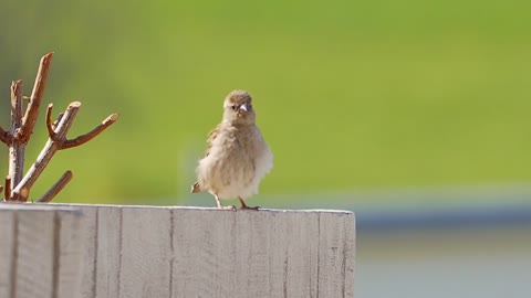 Sparrow dancing