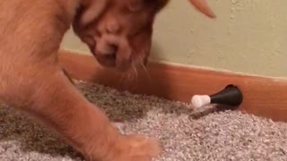 Puppy playing with door