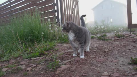 CuTe Cat & Dog lovely Moment