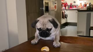 Hungry Pug, gimme that