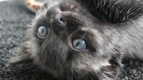 After A Couple Rescued This Lost Kitten, They Were Stunned When Its Fur Started To Change Color